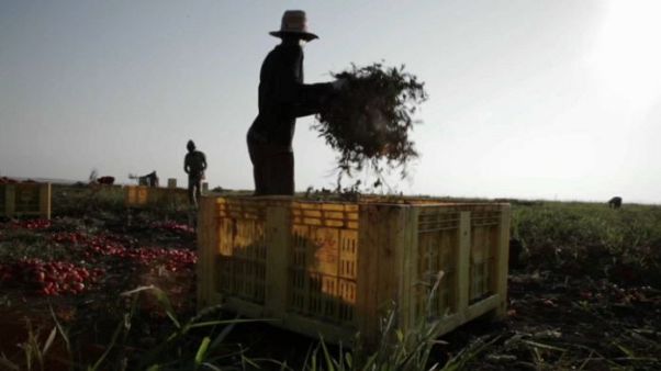 Lavoro: la filiera 'etica' contro il fenomeno del caporalato Lavoro: la filiera 'etica' contro il fenomeno del caporalato
