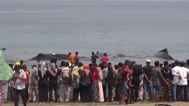 Strage di balene a Sumatra Strage di balene a Sumatra