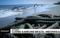 Νεκρές φάλαινες στις ακτές της Ινδονησίας