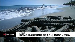 Wale stranden in Indonesien