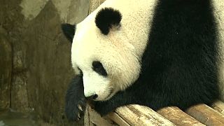 Malezya'nın sevimli pandası Çin yolunda