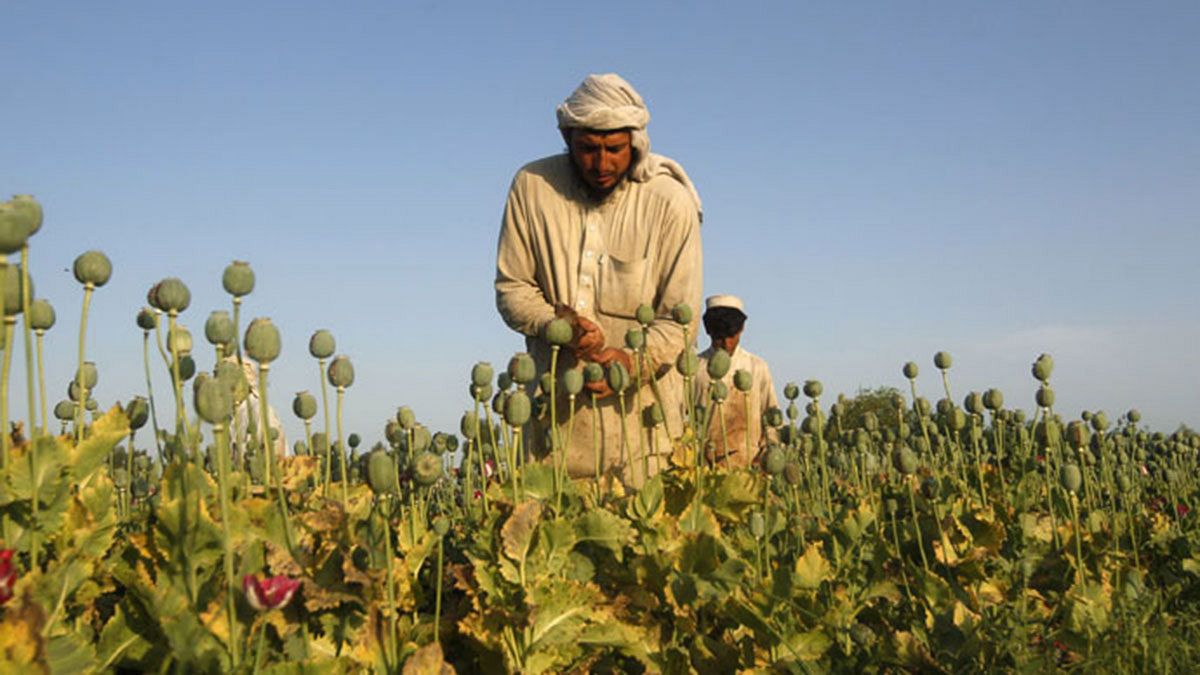 رکورد تولید تریاک در افغانستان شکست