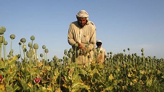 رکورد تولید تریاک در افغانستان شکست