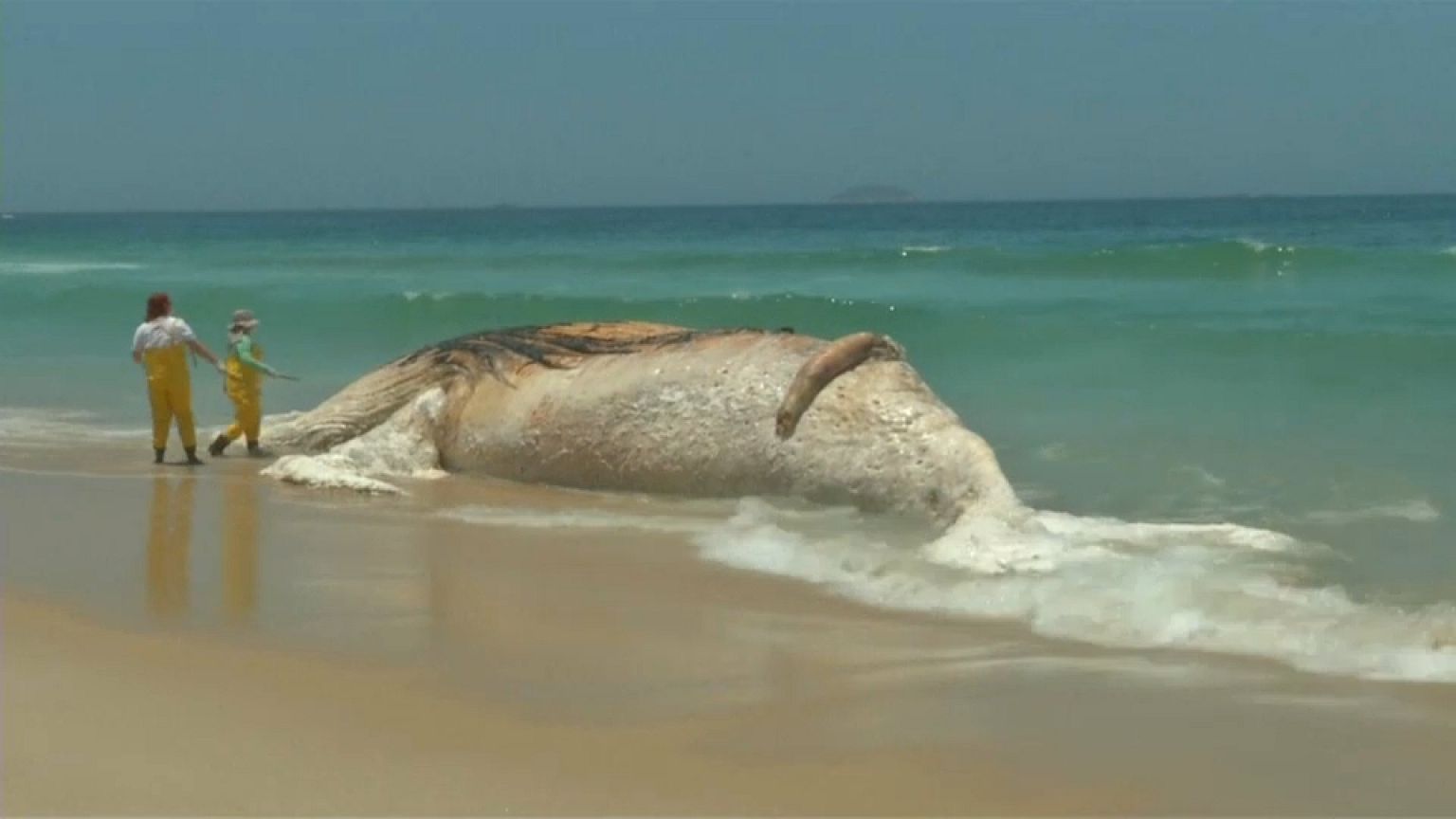 Bomló bálnatetem mellett strandoltak a rióiak