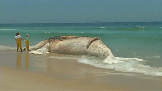 Rio'da sahile balina ölüsü vurdu