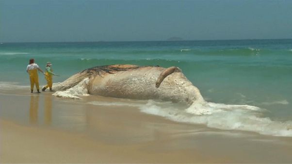Rio'da sahile balina ölüsü vurdu Rio'da sahile balina ölüsü vurdu