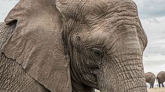 US to legalise importation of elephant trophies from Zimbabwe