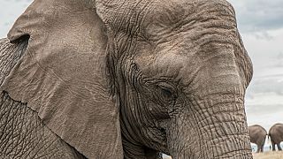 US to legalise importation of elephant trophies from Zimbabwe