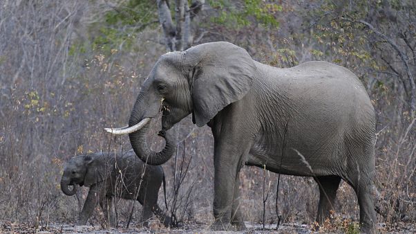 Ακτιβιστές κατά Τραμπ για τον αφανισμό των ελεφάντων Ακτιβιστές κατά Τραμπ για τον αφανισμό των ελεφάντων