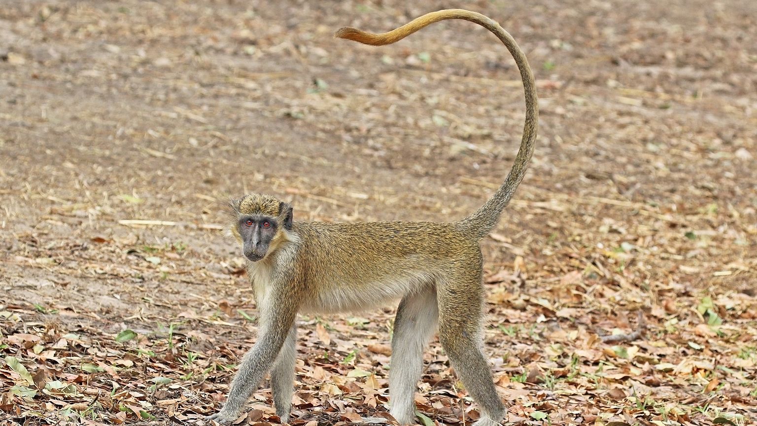 Alerte aux singes verts en Guadeloupe