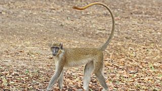 Alerte aux singes verts en Guadeloupe