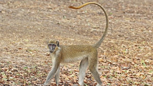 Alerte aux singes verts en Guadeloupe Alerte aux singes verts en Guadeloupe