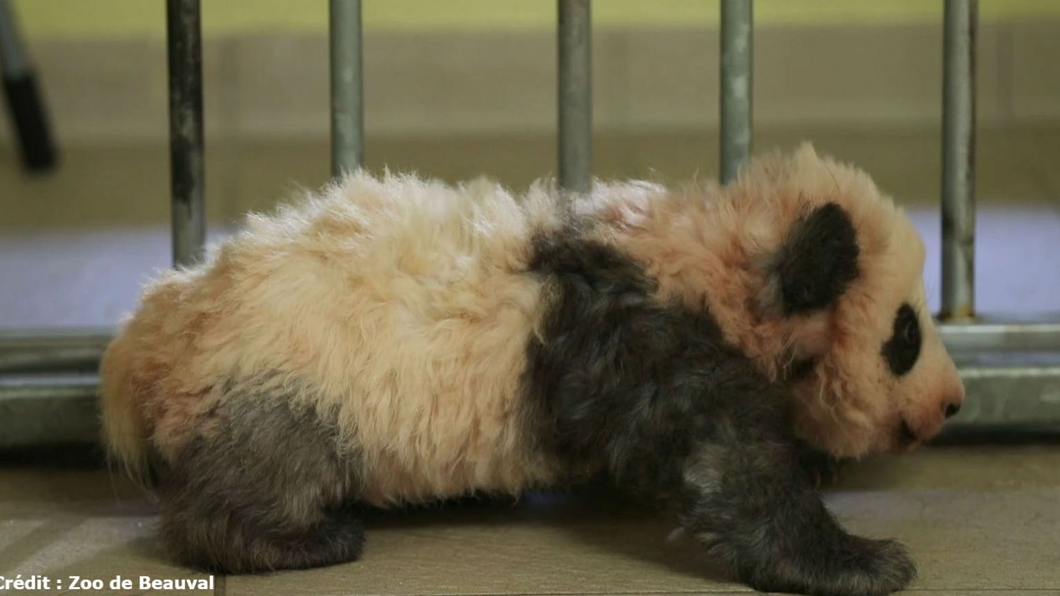 Los primeros pasos de un bebé panda nacido en Francia