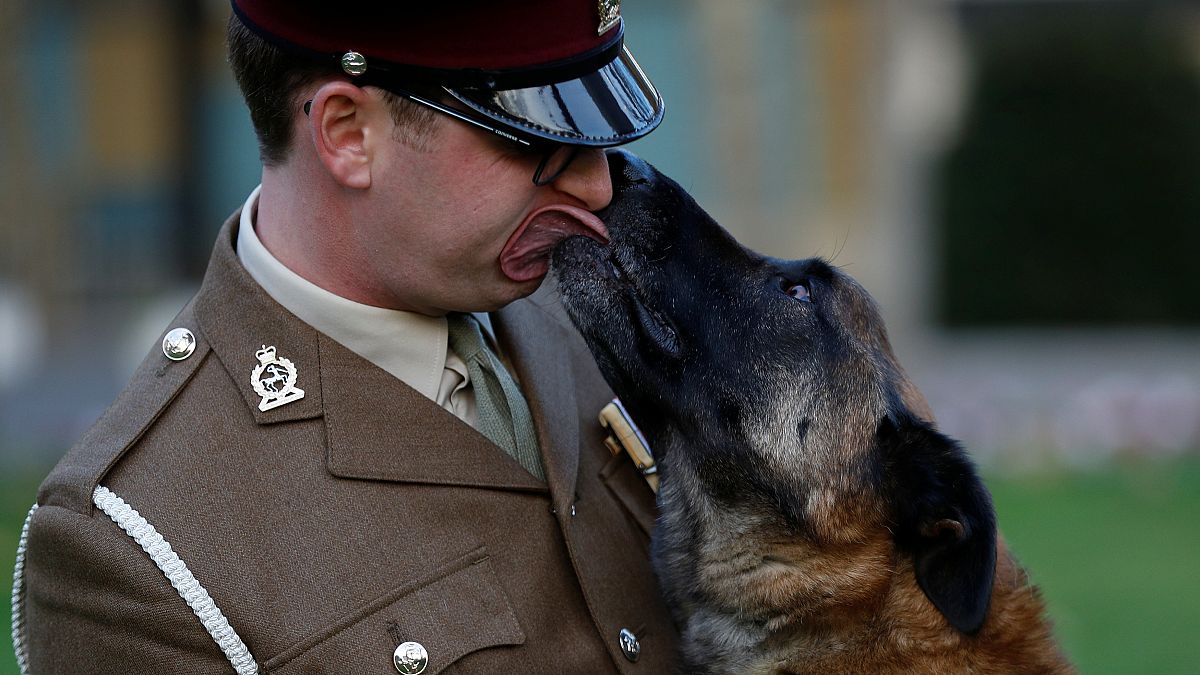 كلب ينال أعلى وسام شرف بريطاني لأعماله البطولية