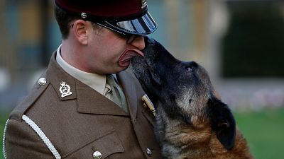 سگ ارتش بریتانیا مدال شجاعت دریافت کرد