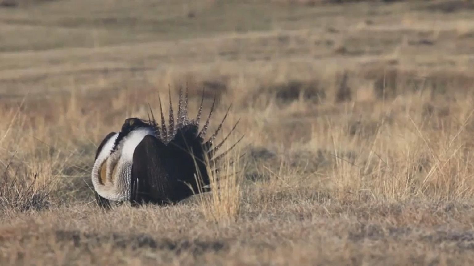USA: Gefährdete Wildnis