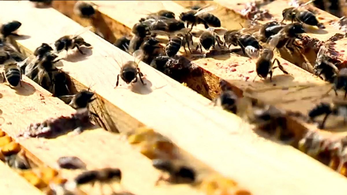 Abelhas sem comida são alimentadas a açúcar em Portugal