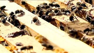 Drought hits Portugal's honeybees