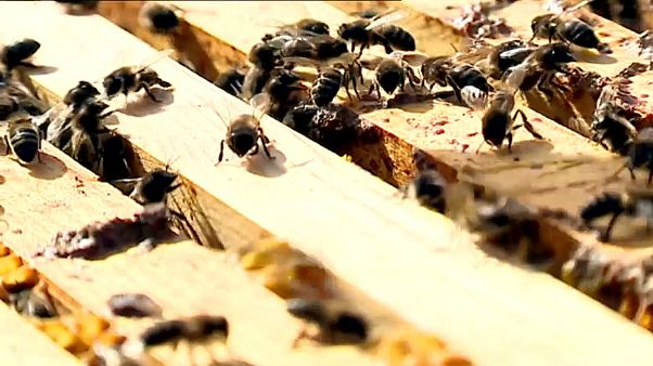 Abelhas sem comida são alimentadas a açúcar em Portugal Abelhas sem comida são alimentadas a açúcar em Portugal