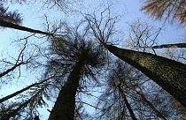 Polónia arrisca multa de 100 mil euros/dia por floresta milenar