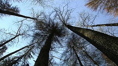 EuGH: 100.000 Euro pro Tag für das Abholzen des Białowieża-Walds in Polen