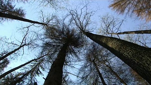Polonia: la battaglia per salvare Białowieża Polonia: la battaglia per salvare Białowieża