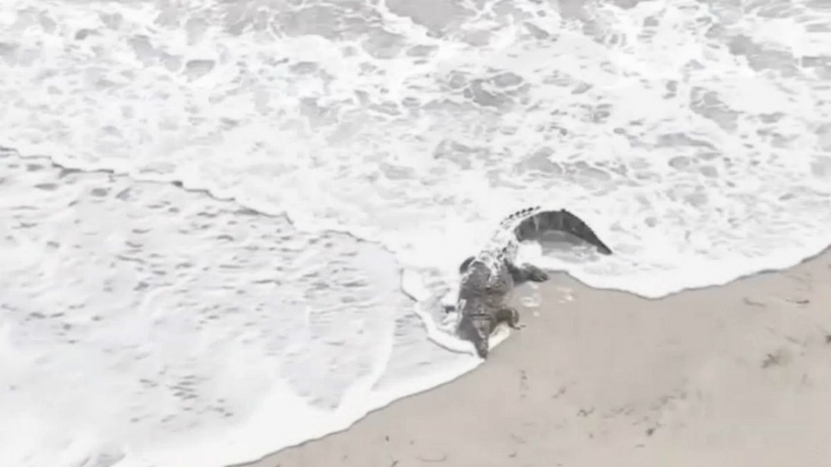 بالفيديو: تمساح على شاطئ هوليوود يثير الرعب والإثارة