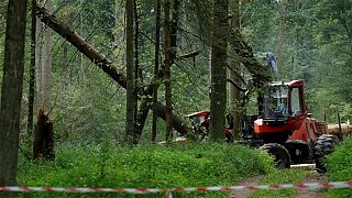 Poland facing huge fines over ancient forest logging