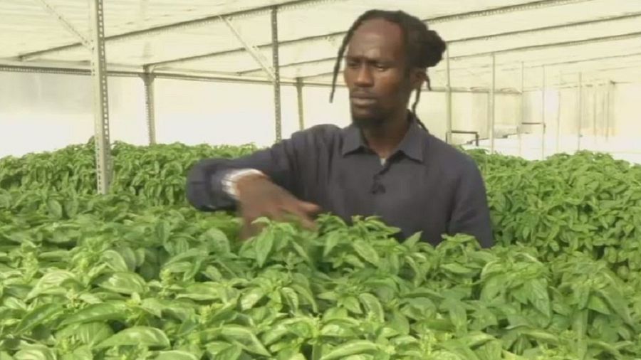 South African urban farmers grow herbs and crops on rooftops