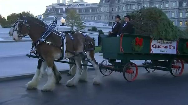 Megérkezett a karácsonyfa a Fehér Házba Megérkezett a karácsonyfa a Fehér Házba