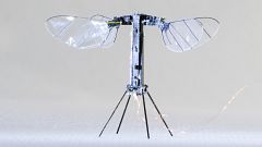 Image: RoboBee X-wing