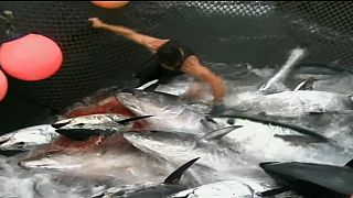 Controverso aumento de captura do atum-rabilho