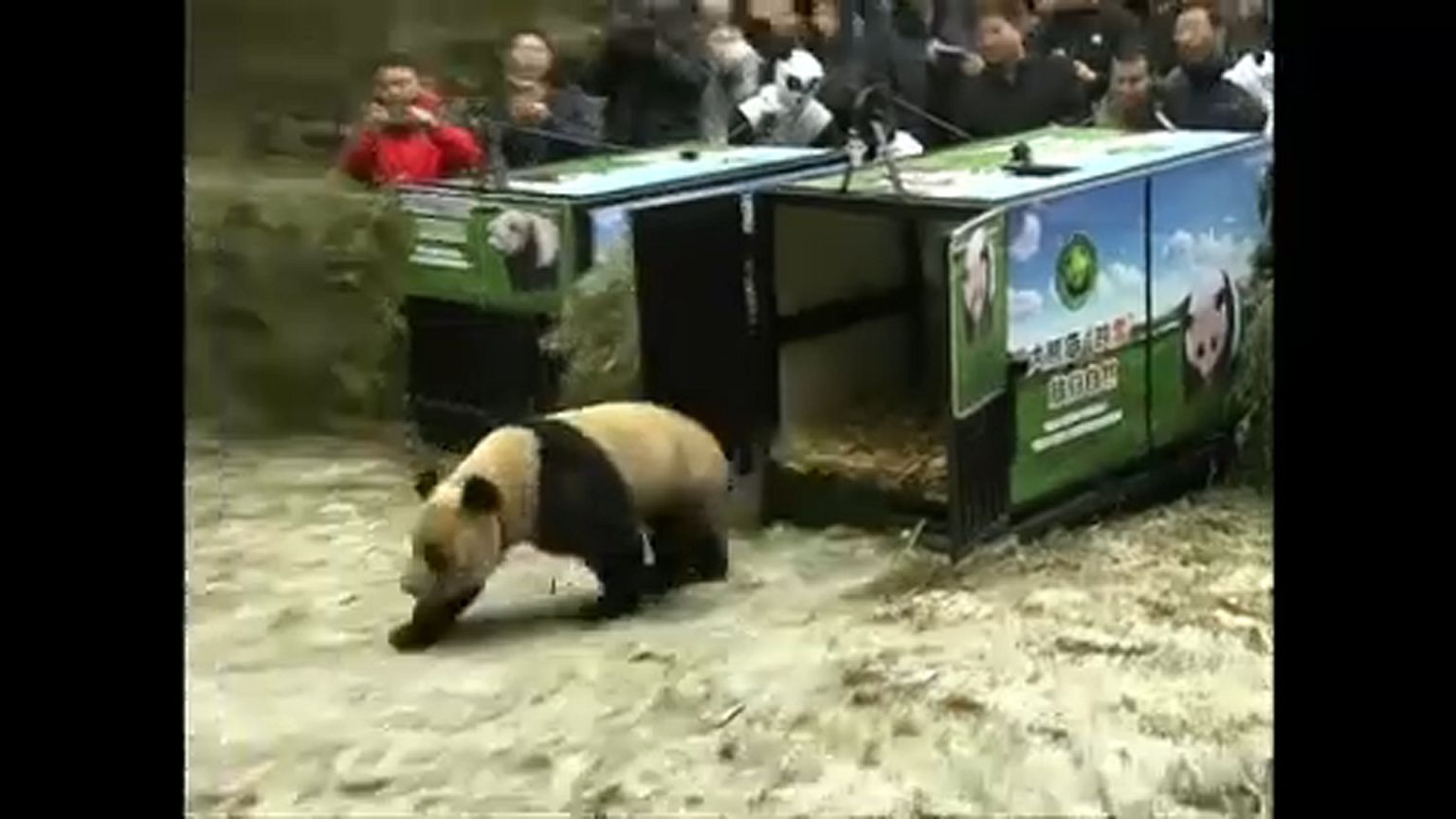 Pandákat engedtek ki a vadonba