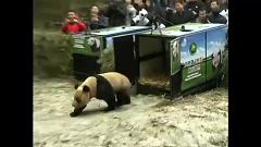 Pandákat engedtek ki a vadonba