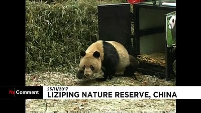 China releases a pair of giant pandas into the wild
