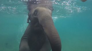 Lily the baby elephant takes a dip