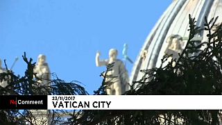 Mammutaufgabe: 28-Meter-Weihnachtsbaum im Vatikan eingetroffen