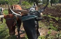 Medo persiste no Zimbabué rural