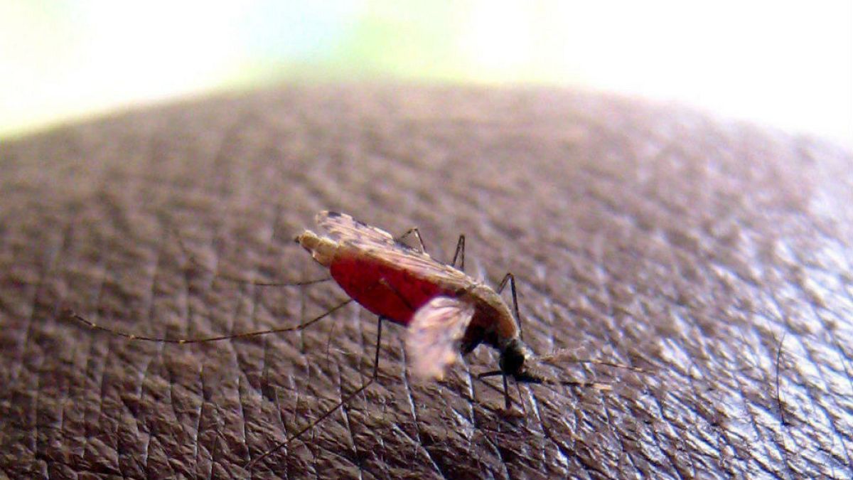 Jöhet a malária elleni védőoltás