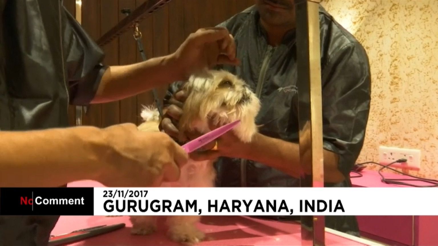 Hungry bears caught on camera and pampered pooches enjoy luxury Indian dog hotel