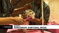 Hungry bears caught on camera and pampered pooches enjoy luxury Indian dog hotel