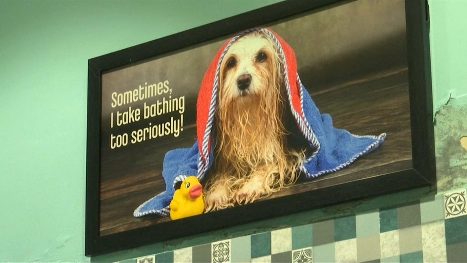 Luxushotel für Hunde
