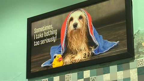 Barking mad: Luxury hotel for dogs opens in India