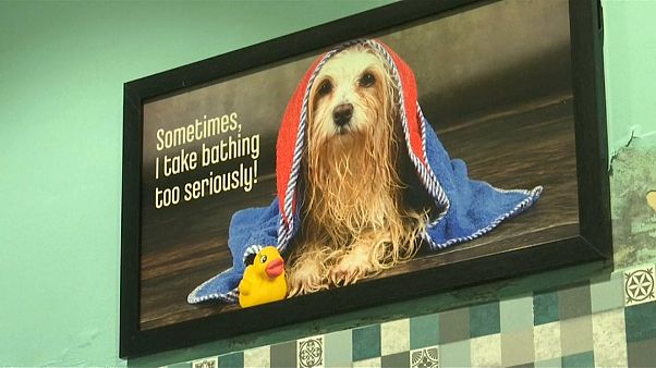 Luxushotel für Hunde Luxushotel für Hunde