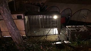 Tiger shot dead after escaping from circus in Paris