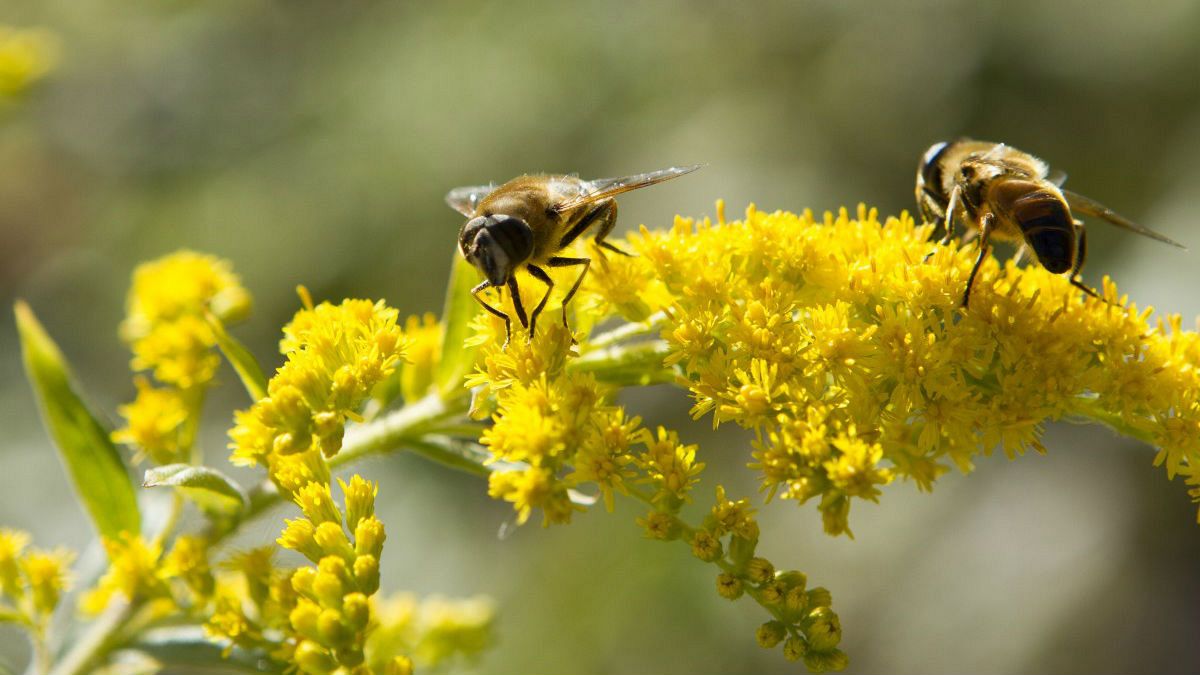 راه تولید حشره‌کش‌ مهربان با زنبورها کشف شد
