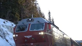 Norwegen: Mehr als 100 Rentiere von Zügen überfahren