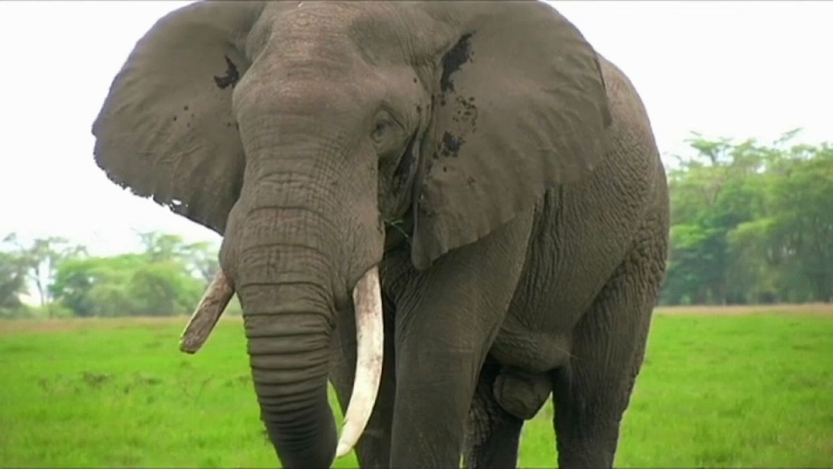 Elephant poaching falls in Eastern Africa