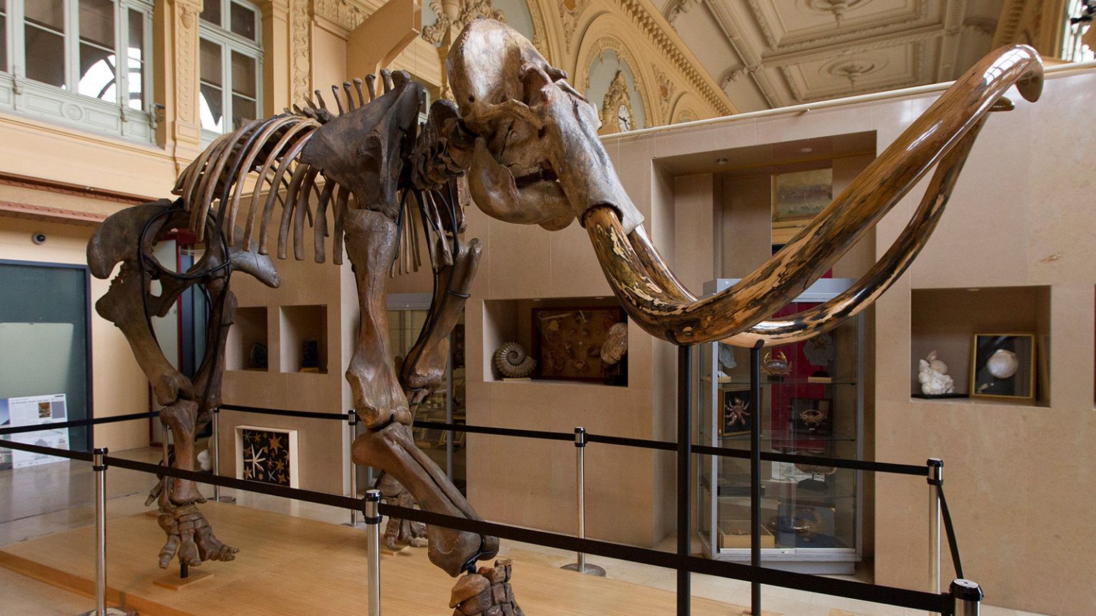 15,000-year-old mammoth skeleton heads for auction