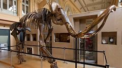 15,000-year-old mammoth skeleton heads for auction